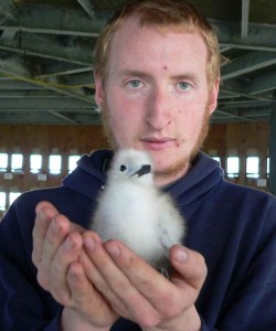 Joël White holding  a kittiwake chick  in Middleton’s  experimental Tower